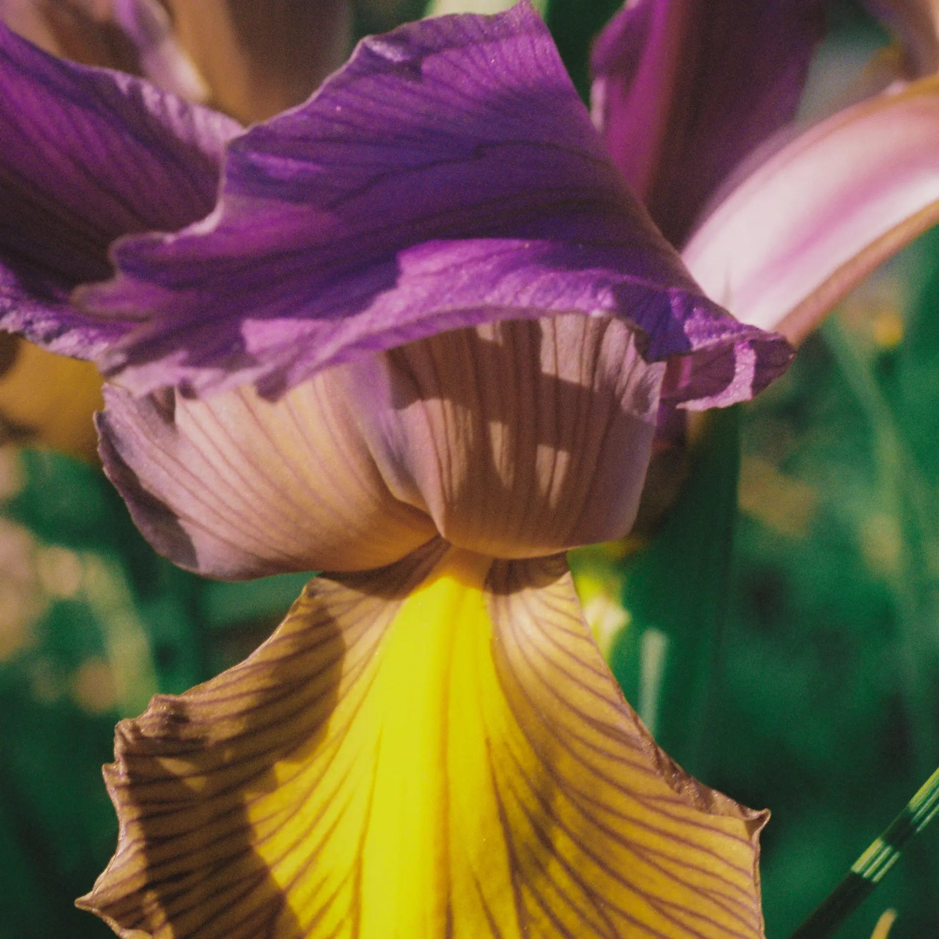 Abel Pink Iris - Eau de Parfum Abel Pink Iris - Eau de Parfum